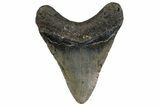 Fossil Megalodon Tooth - North Carolina #377984-2
